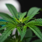 Controle de pragas na cannabis: 7 soluções caseiras eficazes Planta de cannabis sendo protegida por solução caseira contra pragas, com foco em folhas saudáveis e um ambiente de cultivo orgânico.