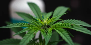 Planta de cannabis sendo protegida por solução caseira contra pragas, com foco em folhas saudáveis e um ambiente de cultivo orgânico.