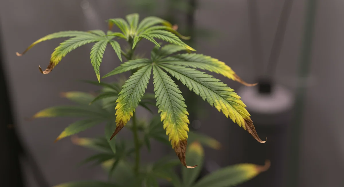 Planta de cannabis com pontas das folhas amareladas, indicando queima por excesso de nutrientes, um erro comum no cultivo indoor.