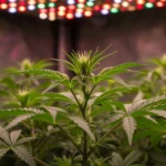 LED para Cannabis: Economize 30% e Aumente Produção em 20% Plantas de cannabis saudáveis crescendo sob luzes LED de cultivo, com folhagem verde brilhante e botões em formação.