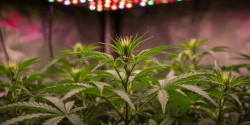 Plantas de cannabis saudáveis crescendo sob luzes LED de cultivo, com folhagem verde brilhante e botões em formação.