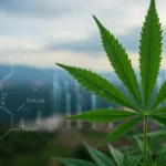 Cannabis e Saúde Mental no Brasil: Estudos Recentes sobre Depressão e Ansiedade Folha de cannabis com dados científicos sobre saúde mental no contexto brasileiro.