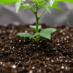 Solo para Cannabis: Mistura Ideal para Crescimento e 35% Mais Produção Planta de cannabis saudável crescendo em solo rico e aerado, com folhas verdes vibrantes e raízes bem desenvolvidas.