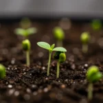 Guia 2025: Germinação de Sementes de Cannabis no Brasil (95% Sucesso) Sementes de cannabis germinando em solo, com pequenos brotos verdes emergindo, simbolizando o início do cultivo.