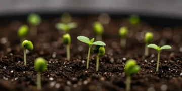 Sementes de cannabis germinando em solo, com pequenos brotos verdes emergindo, simbolizando o início do cultivo.