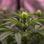 Cultivo Indoor de Cannabis: Evite 5 Erros Críticos e Aumente sua Colheita Planta de cannabis saudável em cultivo indoor sob luzes LED, com folhas verdes vibrantes e botões em desenvolvimento, simbolizando sucesso e abundância.