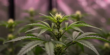Planta de cannabis saudável em cultivo indoor sob luzes LED, com folhas verdes vibrantes e botões em desenvolvimento, simbolizando sucesso e abundância.