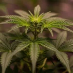 Nutrição para Cannabis: Guia Completo de Fertilizantes Orgânicos Planta de cannabis saudável em solo orgânico, com folhas verdes vibrantes e tricomas em desenvolvimento, sob luzes de cultivo.