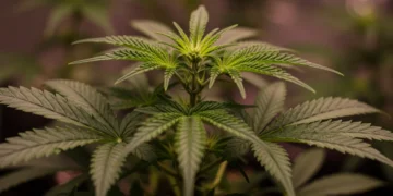 Planta de cannabis saudável em solo orgânico, com folhas verdes vibrantes e tricomas em desenvolvimento, sob luzes de cultivo.