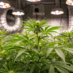 Ventilação no Cultivo Indoor: Temperatura, Mofo e 20% Mais Produtividade Planta de cannabis saudável em cultivo indoor com sistema de ventilação visível e iluminação de crescimento.