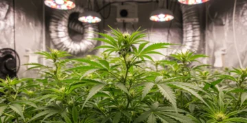 Planta de cannabis saudável em cultivo indoor com sistema de ventilação visível e iluminação de crescimento.