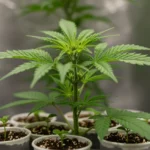 Clone de Cannabis: Guia Prático para Multiplicar Plantas em 3 Semanas Planta mãe de cannabis saudável com clones recém-cortados em domos de propagação, prontos para enraizar.