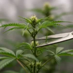 Podas na Cannabis: Dobre sua Colheita em 6 Meses Mãos realizando poda cuidadosa em planta de cannabis para otimizar crescimento