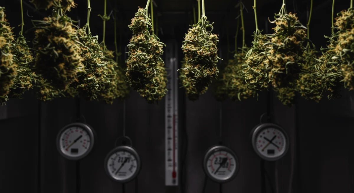 Flores de cannabis penduradas em um ambiente controlado para secagem adequada.